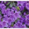 Japanische Azalee FloraSelf Rhododendron Obtusum H 20-30 Cm Co 2 L Lila -Florasellf Geschaft DV 8 8903020 01 4c DE 20151026140258