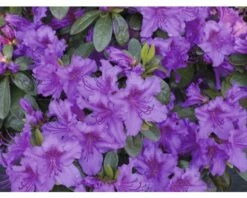 Japanische Azalee FloraSelf Rhododendron Obtusum H 20-30 Cm Co 2 L Lila