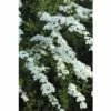 Brautspiere, Schneespiere FloraSelf Spiraea Arguta H 80-100 Cm Co 10 L -Florasellf Geschaft DV 8 8903278 01 4c DE 20171213114005