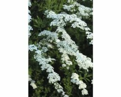 Brautspiere, Schneespiere FloraSelf Spiraea Arguta H 80-100 Cm Co 10 L