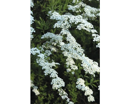 Brautspiere, Schneespiere FloraSelf Spiraea Arguta H 80-100 Cm Co 10 L 3 Brautspiere, Schneespiere FloraSelf Spiraea Arguta H 80-100 Cm Co 10 L