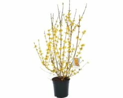 Goldglöckchen, Forsythie FloraSelf Forsythia Intermedia 'Goldrausch' H 80-100 Cm Co 10 L