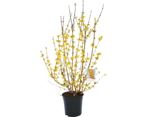 Goldglöckchen, Forsythie FloraSelf Forsythia Intermedia 'Goldrausch' H 80-100 Cm Co 10 L 3 Goldglöckchen, Forsythie FloraSelf Forsythia Intermedia 'Goldrausch' H 80-100 Cm Co 10 L