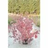 Rotholziger Hartriegel FloraSelf Cornus Alba 'Sibirica' H 100-125 Cm Co 15 L 1 Rotholziger Hartriegel FloraSelf Cornus Alba 'Sibirica' H 100-125 Cm Co 15 L -Florasellf Geschaft DV 8 8903282 01 4c DE 20201111071752