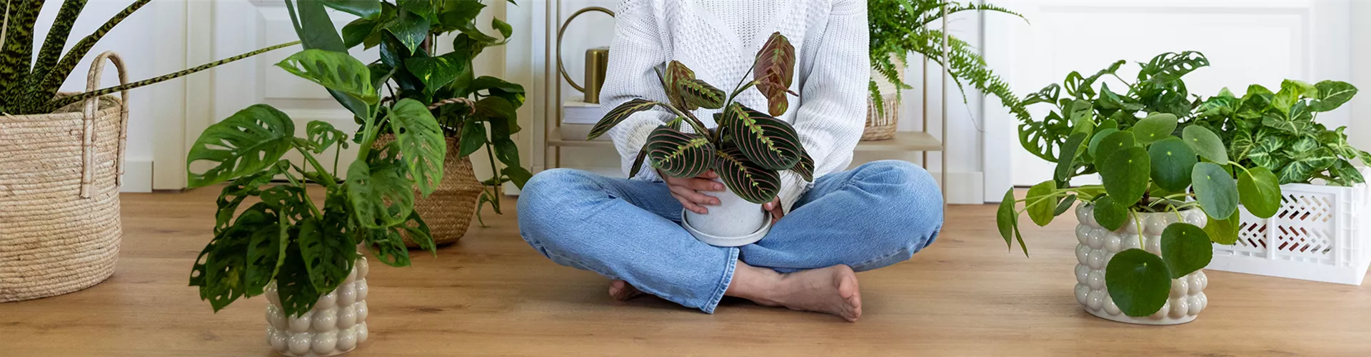 Titelseite -Florasellf Geschaft Zimmerpflanzen als perfekte Mitbewohner r1 1920x500 proportionalsmallest