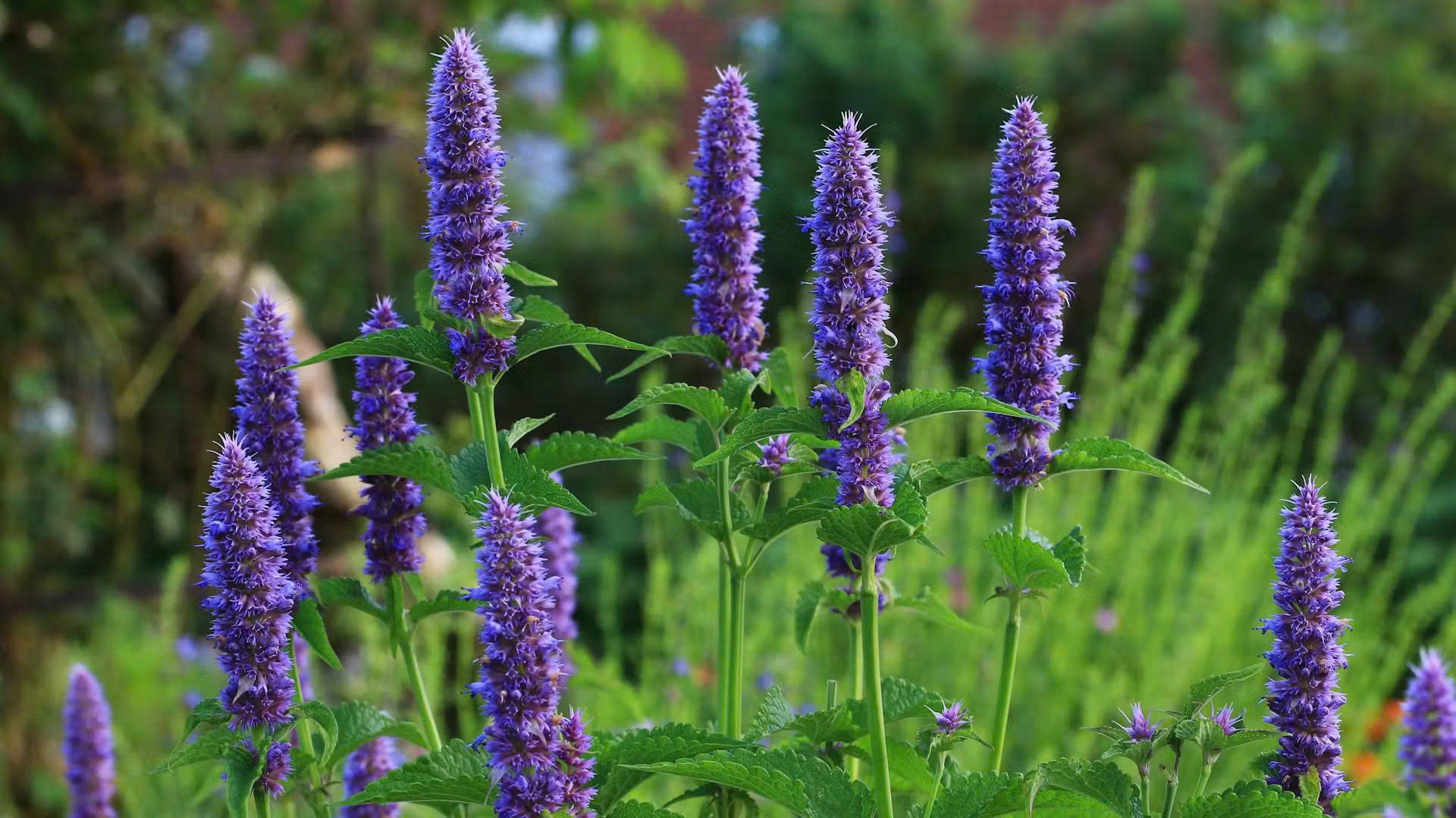 Titelseite -Florasellf Geschaft z6918111765769 ad1d325122c2e43ebb023d51627419de