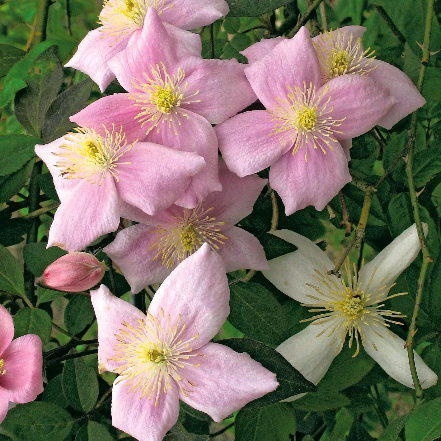 Titelseite 18 Titelseite -Florasellf Geschaft z6919971585218 d5531f9cff863b7b3af656f5d7478235